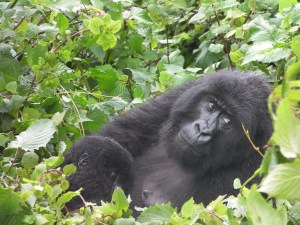 photo courtesy of Andy Gray