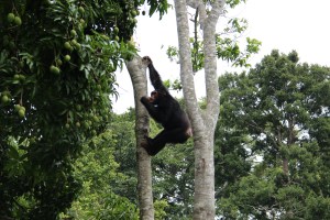 Chimp feeding in the mango tree at camp