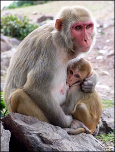 monkeys rhesus