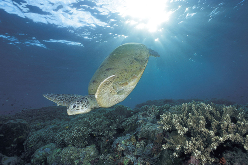 Photo WWF-Canon Jurgen Freund