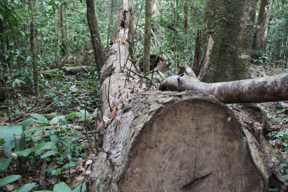 logged Cordia in the forest