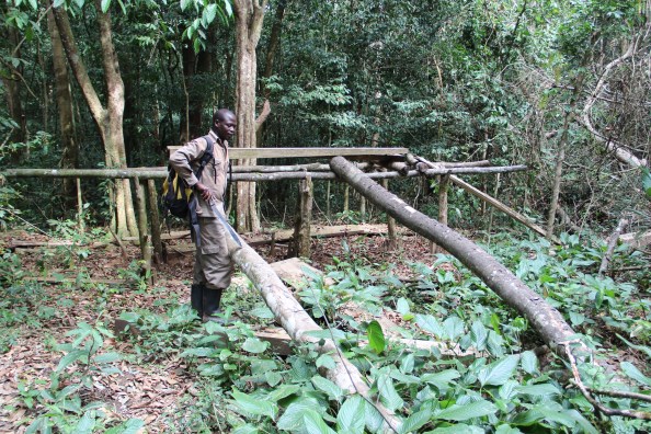 Moses at an illegal pit-saw