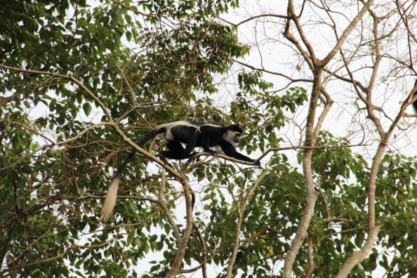  A Black and White Colobus monkey