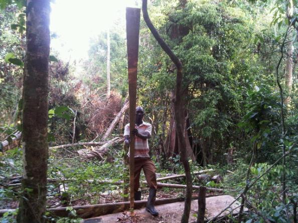 Moses with the oar  - illegal pitsaw site, Line 3 in N5