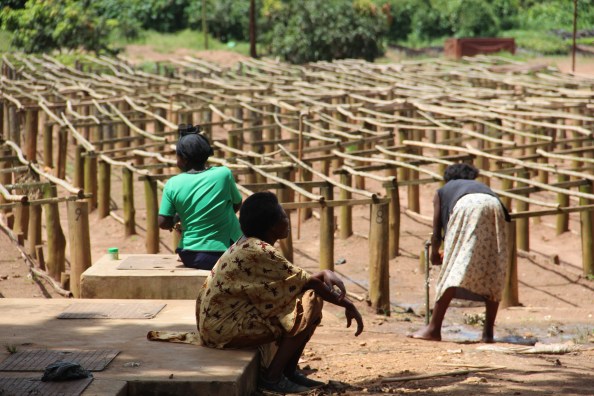 The National Tree Seed Centre, Namanve