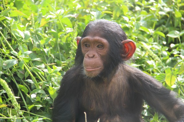 Sara - an orphaned chimp rescued from Sudan