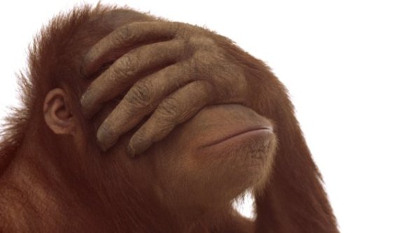 Orangutan (Pongo pygmaeus)  - great apes go through midlife crises just like humans