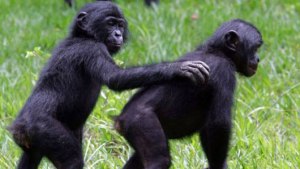 Bonobos care about others